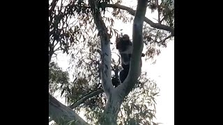 Koala VS Magpie [upl. by Slosberg]