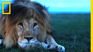 Understanding the Lives of Lions  National Geographic [upl. by Hollyanne527]