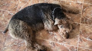 Managing Excessive Barking in Airedale Terriers [upl. by Ayrolg537]