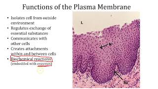 Ch 5 Plasma Membrane  I [upl. by Desdee]