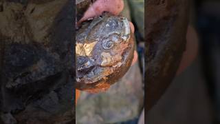 Eleganticeras ammonite fossil picked up and split on the beach Jurassic fossilhunting [upl. by Yenterb]