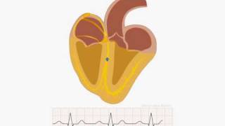 Animation of normal sinus rhythm [upl. by Friederike]