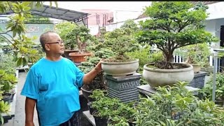 BISA NEGO‼️CEK HARGA BONSAI DIRUMAH PAK ARIF BALI BONSAI No Hp 62 85791326149 [upl. by Fernandez]