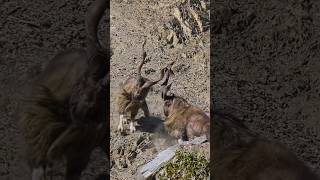 Ibex Fighting😱🔥shorts ibexfighting shirazivillagevlog [upl. by Allrud573]