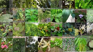 25 Best Healing Ayurvedic Medicinal Plants Uses amp DescriptionIndian medicinal plants [upl. by Trixie]