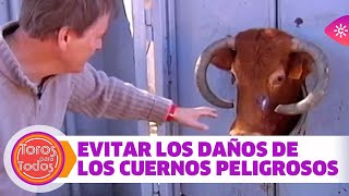 Cuernos retorcidos el peligro de que la vaca se clave su propio pitón en la cara [upl. by Nogras]