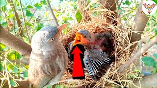 Babbler Bird’s Love for Its Chick  A Beautiful Sight  Babbler Feeds DiscoveryBirds [upl. by Nuajed]