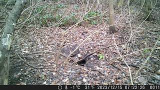 Japanese Monkey Crosses the Overwintering Sett of Japanese Badger in Early Winter [upl. by Zeni]