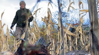 Pheasant hunting  A traditional Bowhunting film  Tales From the Willows [upl. by Arahc204]