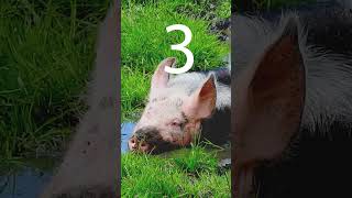 Potbelly Pigs 5 Things You Should Know shorts [upl. by Assirec]