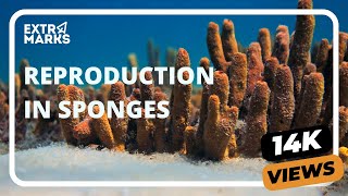 Do You Know  Reproduction in Sponges  Biology [upl. by Gluck140]