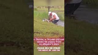 In Florida a 74yearold man saved his puppy from an alligators jaws shorts [upl. by Nomaid]