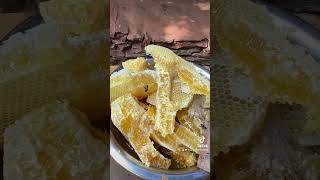 गाउमा मह काट्ने तरिका । food bee honey shortvideo [upl. by Noeruat]