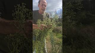 Invasive Guernsey Fleabane conyza canariensis invasivespecies gardening permaculture herbs [upl. by Akehsat615]