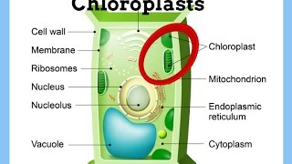 ChloroplastsDefinitionFunctionStructure [upl. by Salvidor]