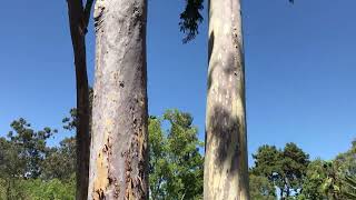 Corymbia maculata Spotted gum [upl. by Nema]