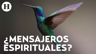 ¡Te están dando un mensaje Esto es lo que significa ver un colibrí en tu casa según los mayas [upl. by Rehprotsirhc]