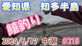 【愛知県釣り】2024617 知多半島 鱚釣り＃215 [upl. by Irmina]