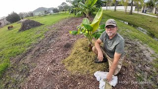 How To Make Compost Tea and Chop AND Drop from Mexican Sunflower Tithonia Diversifolia [upl. by Hite935]