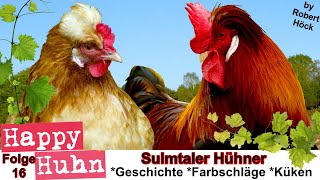 E16 Sulmtaler Hühner im Rasseportrait bei HAPPY HUHN  ZwergSulmtaler und besondere Farbschläge [upl. by Rape]