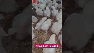 Broiler Farm Visit  Poultry Farming  Broiler Control Shed  Environment Control Broiler Farms [upl. by Richers697]