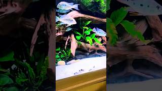 Betta Fish ke Liye Safe Aur Friendly Tank Mates – Top Choicesbettafish tankmates [upl. by Brianne]