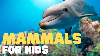 Mammals for Kids  Learn all about the unique characteristics of mammals and what mammals are [upl. by Acilejna268]