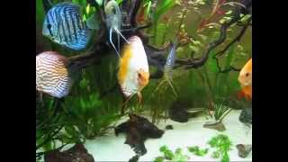 Discus Planted Community Aquarium 150 Gallon Love is in the Air [upl. by Roswald326]