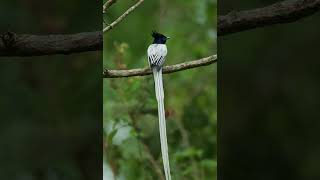 Asian Paradise Flycatcher  Birds of Chitwan National Park  Nepal 2024 [upl. by Llehcam]