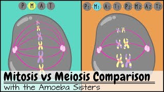 Mitosis vs Meiosis Side by Side Comparison [upl. by Arabelle]