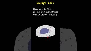 Biology Facts  Phagocytosis  Microglia [upl. by Maddock125]