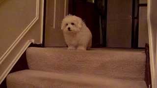 Coton De Tulear puppy learns stairs Part 2 of 2 [upl. by Emilio192]