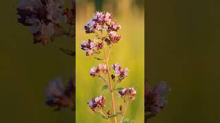 Oregano Origanum vulgare in Mint Family Lamiaceae  Observed in Description [upl. by Light]