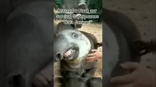 Brazilian tapir fact factsvideoandshorts amazingfactsshortvideo shorts [upl. by Gerty]