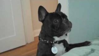 Cute French Bulldog Barking [upl. by Pol]