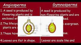 Angiosperms Vs Gymnosperms Quick differences in 3 minutes [upl. by Cresa181]