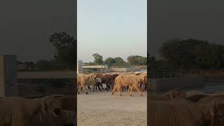 Alipur Trip alipur visit sarfraztalpur علی پور کا سفر [upl. by Aryn]