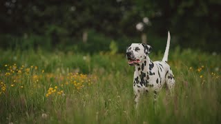 Dalmatian The Popular Dog Breed In The World [upl. by Haronid706]