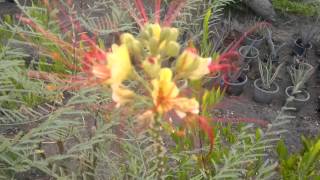 Caesalpinia gilliesii Rare unusual exotic hardy seeds for the garden greenhouse amp conservatory [upl. by Petit]