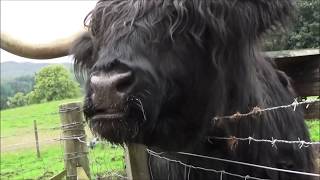 Steam Train To Mallaig  Ben Lomond Bagpipe Corps [upl. by Jadd]