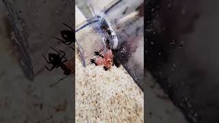 Mes fourmis sont pressées  Lasius emarginatus [upl. by Theall]