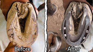 Horse Hoof Restoration without Pain  Hoof Repairing  Hoof Trimming [upl. by Marba]