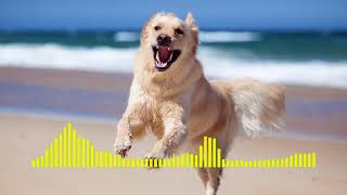 Dog Barking  Ringtone short [upl. by Nimsay]