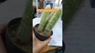 Espostoa ไม้มงคล plants ไม้ฟอกอากาศ cactus [upl. by Wistrup]