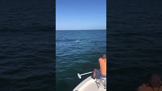 Boca Grande tarpon fishing wwwFloridaInshoreXtreamcom [upl. by Melony]