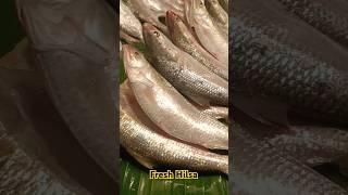 Fresh Hilsa fish in Barguna local market shortsfeed hilsa ilish freshfishmarket ইলিশ তাজাইলিশ [upl. by Ocirnor]