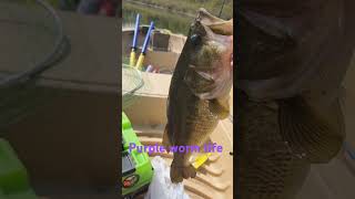 Purple worm bass bait fish fishing lews gulp worms lake fun catchamprelease [upl. by Icyak]