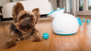 iFetch  Automatic Ball Launcher [upl. by Neelahtak138]