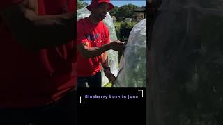 Blueberries in June garden gardening [upl. by Etnaud383]