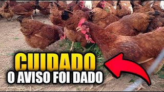 EMBRAPA 051 CUIDADO  VEJA ESTE VÍDEO ANTES DE COMPRAR [upl. by Ellerehc]